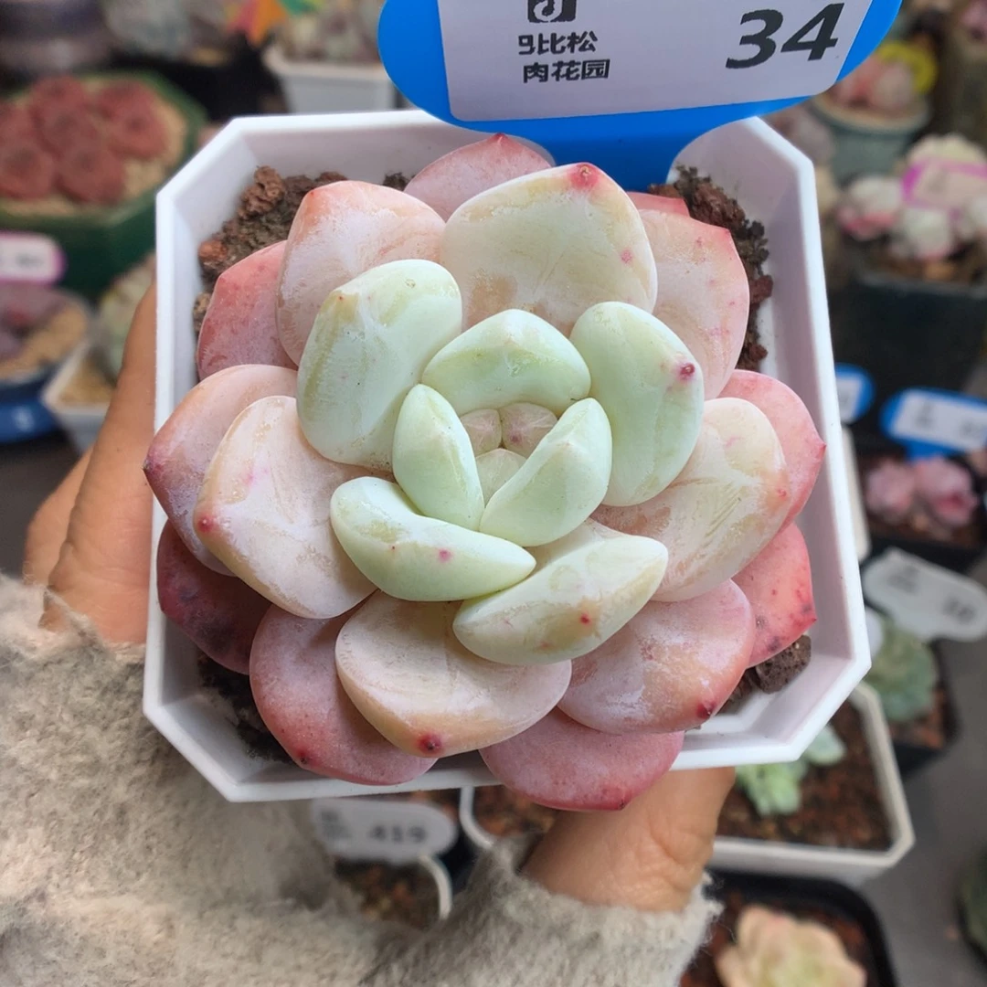 34白心橙子多肉植物