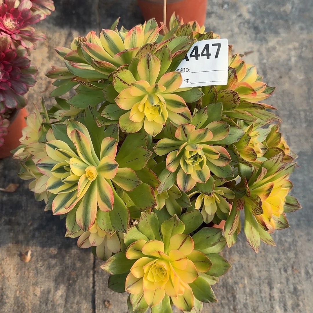 荷花多肉法师a447