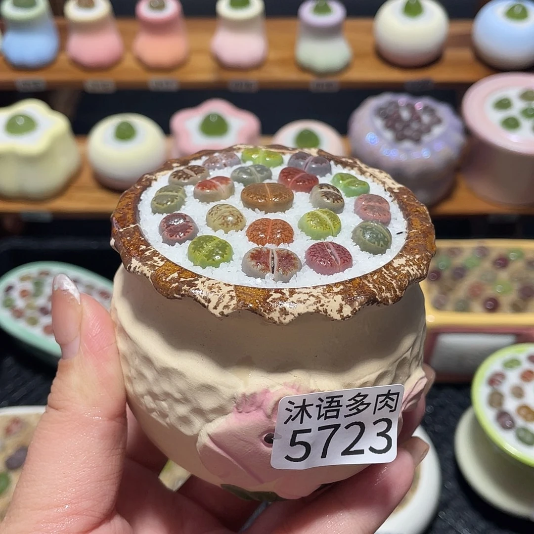 带盆土植物 一物一拍5723