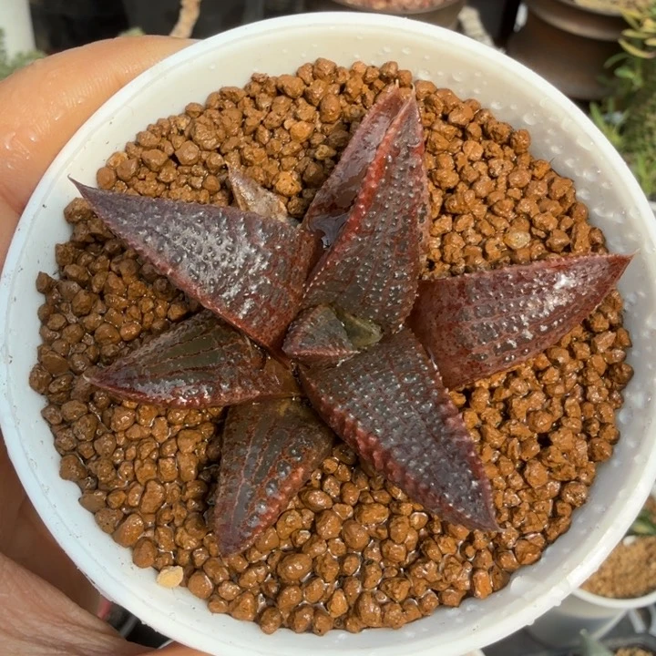 黑王1706 （满28包邮）