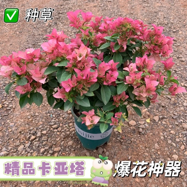 《卡亚塔》三角梅苗带花原盆原土发货适合阳台庭院四季开花