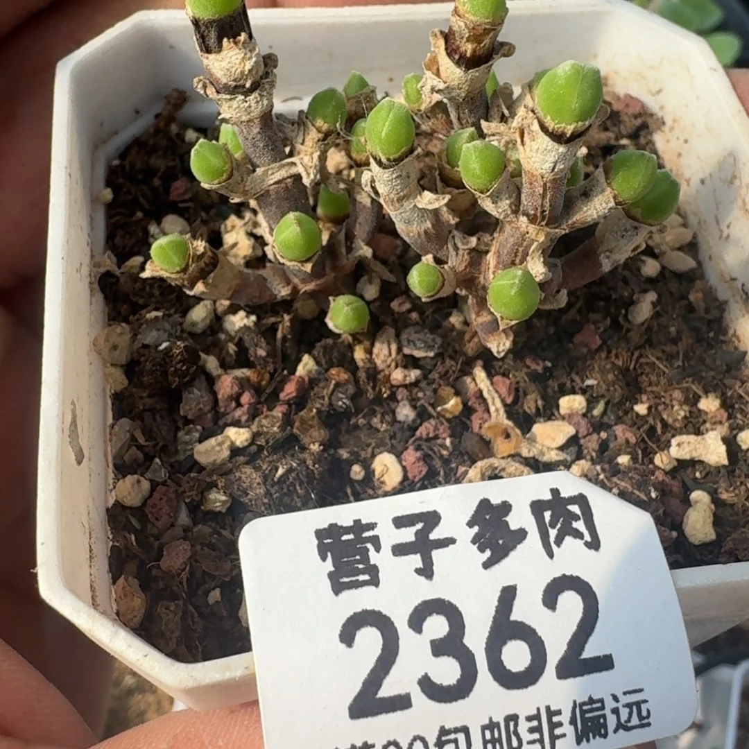 枝干兔短耳带盆土。