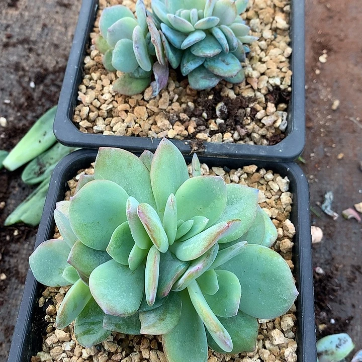 陈***莉白凤缀2颗 七夕福利 9月7号左右发