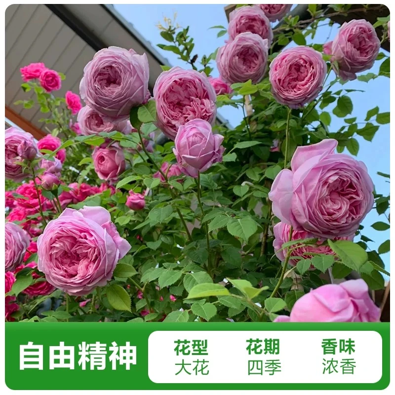 【自由精神】1.5米爬藤月季蔷藤本花苗四季庭院阳台花卉盆栽地栽