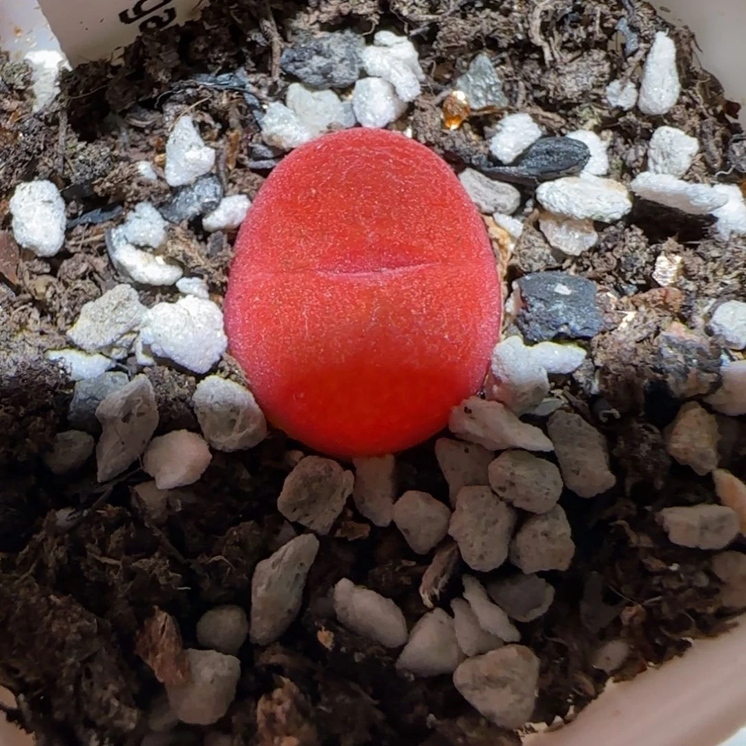 用****3肉锥多肉植物百科-428