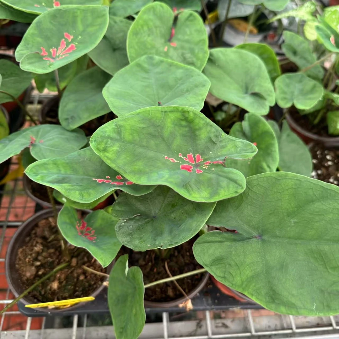 【粉泡泡】盆栽彩叶芋观叶类懒人植物