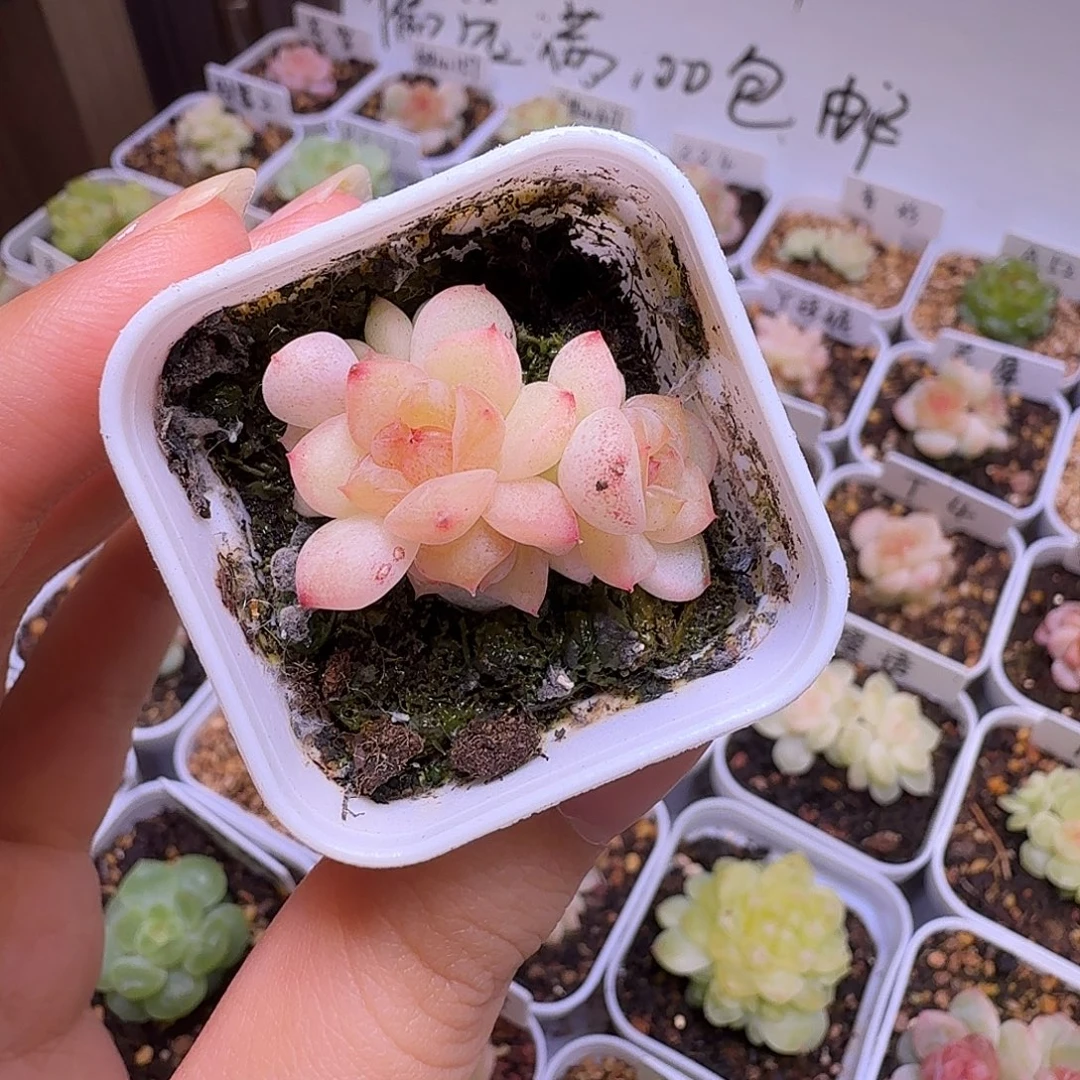 四头甜心628多肉一物一拍