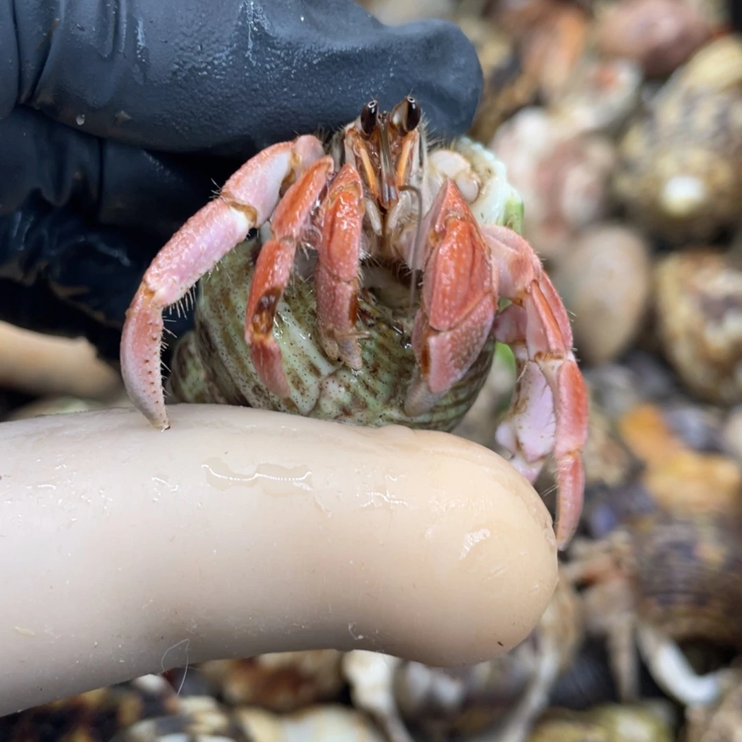 不退不换活体宠物121