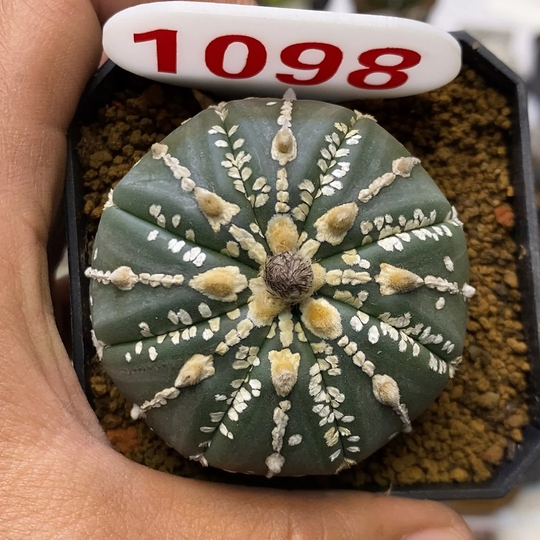 1098米字美纹连线顿福利