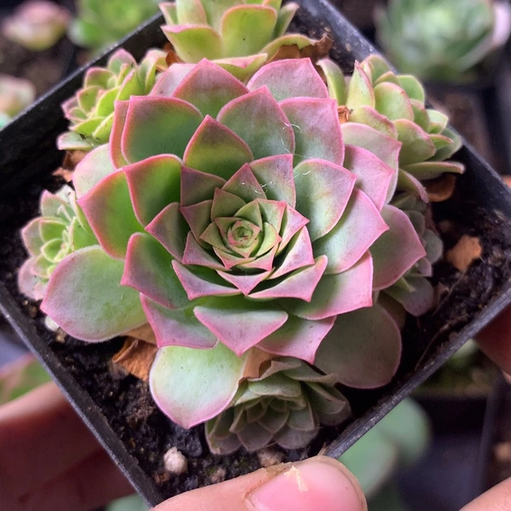 一物一拍星辰青黛077