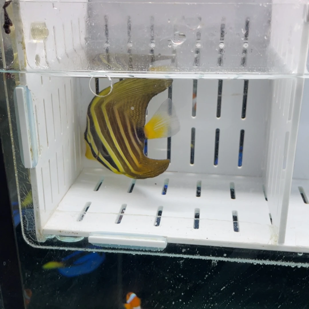 海水鱼大帆一条11111