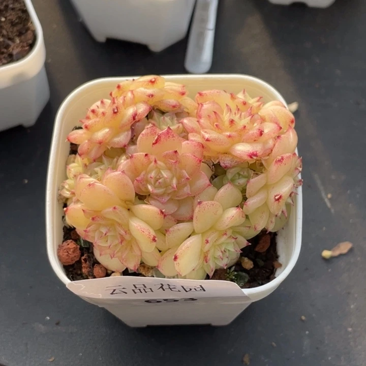 653号糖心冰心珍妮 凝香