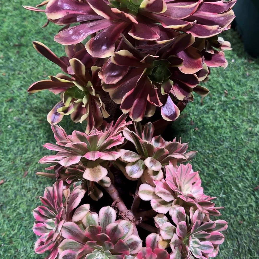 多肉植物福利组合002