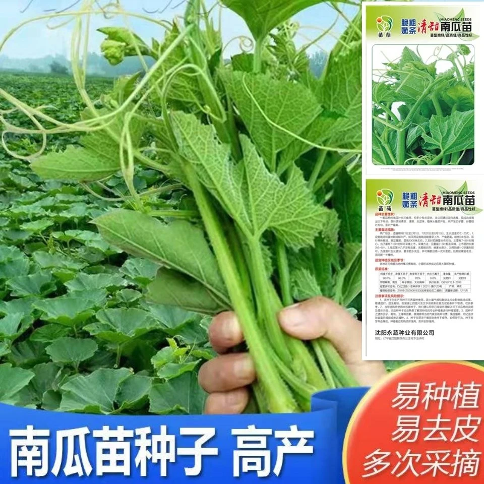 当季新种】春季南瓜子专门吃南瓜苗种子高产速生南瓜尖南瓜藤南瓜