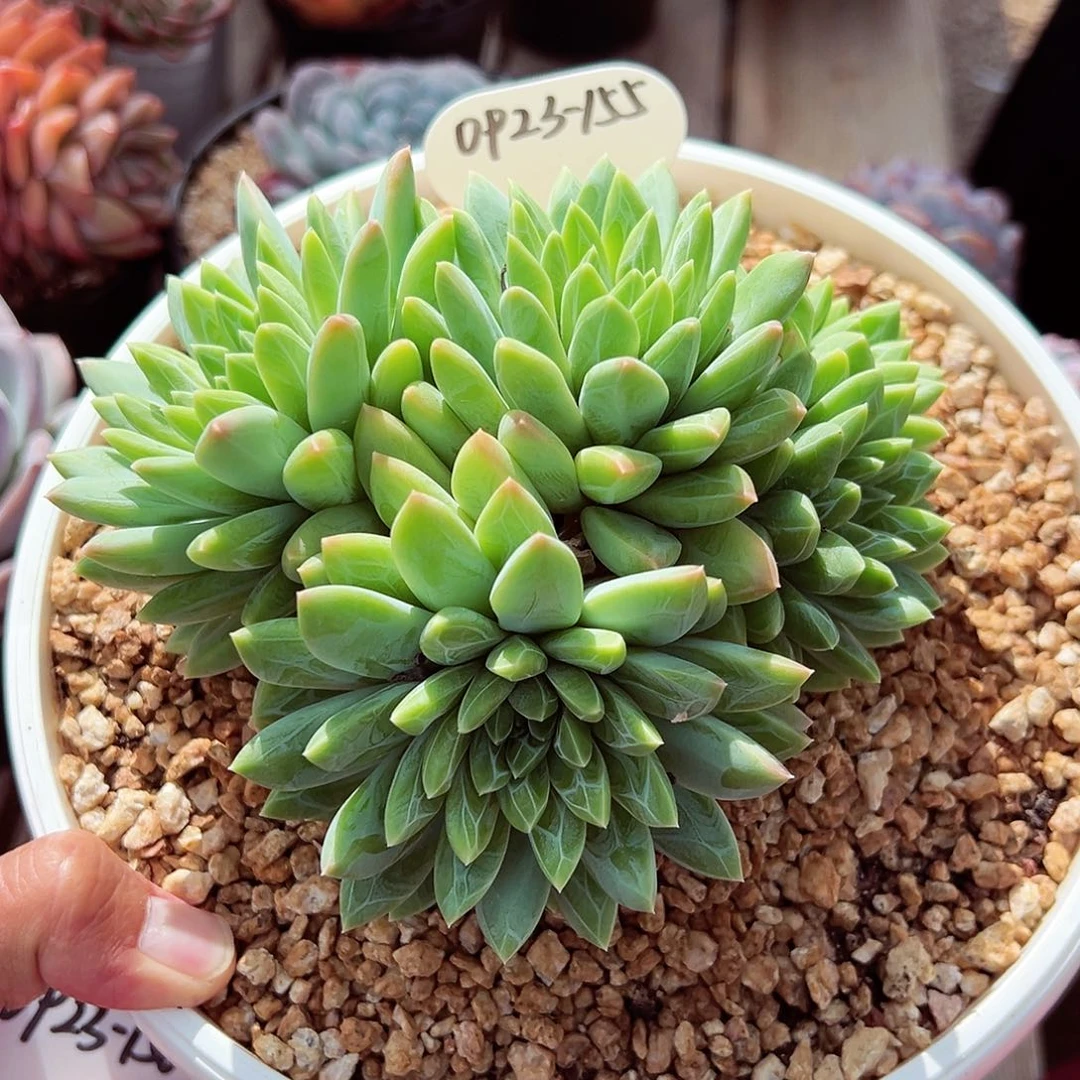 0923-155水晶萝莉母本