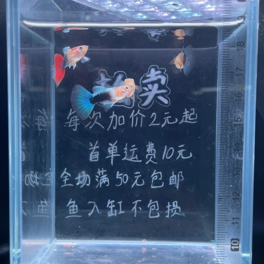 孔雀鱼黄化蓝礼服两对