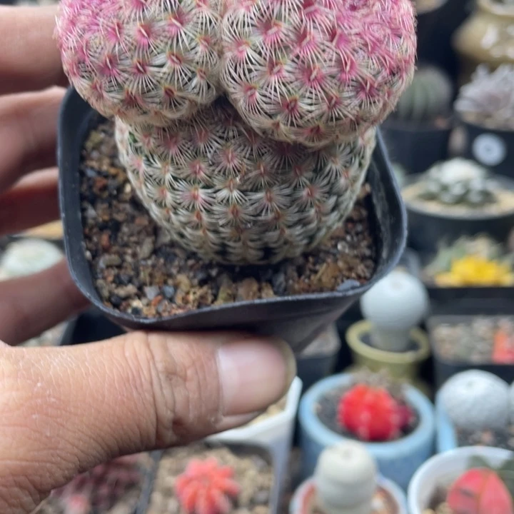 实生红太阳米奇头超可爱