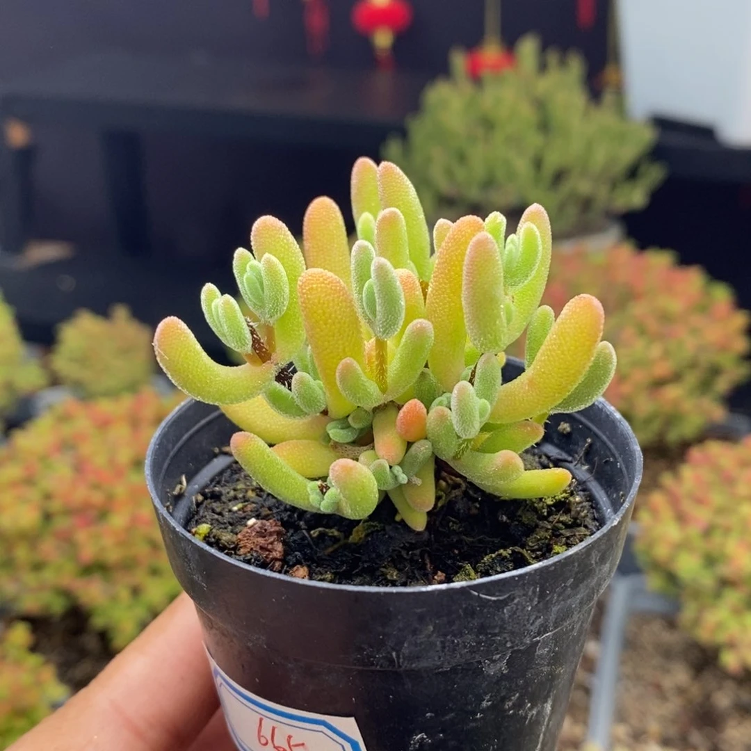 665号实生橙叶枝干多肉