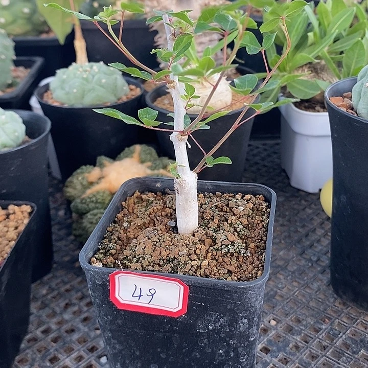 实生奥比克49，一物一拍，带盆