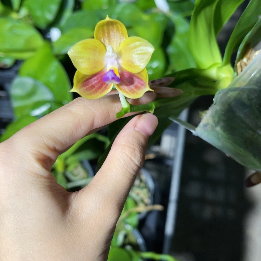 无花朵蝴蝶兰原生爪哇交快乐惊喜