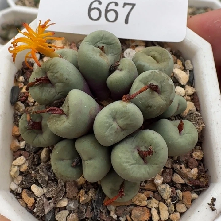 667 小红嘴。