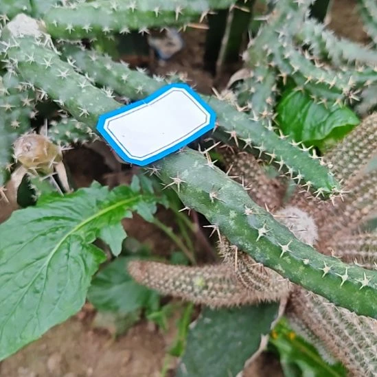 美花角侧芽仙人球两个大福