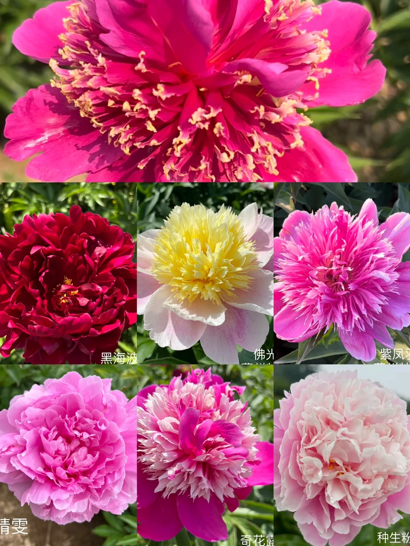 （明娟牡丹）中原品种国内重瓣芍药花苗先发肥料 秋天发苗