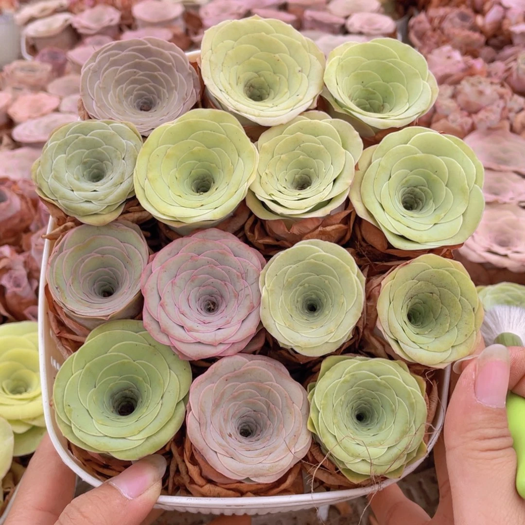 小***尘山地玫瑰花篮组合J175