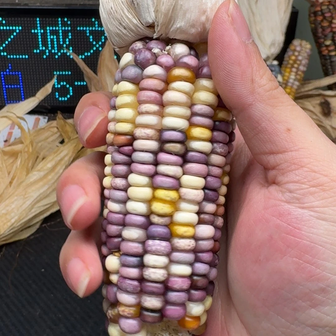 柏香籽/百香籽吊坠梵*山