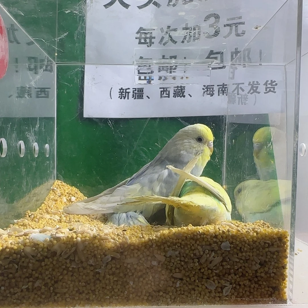 肆***意虎皮鹦鹉大头鹦鹉