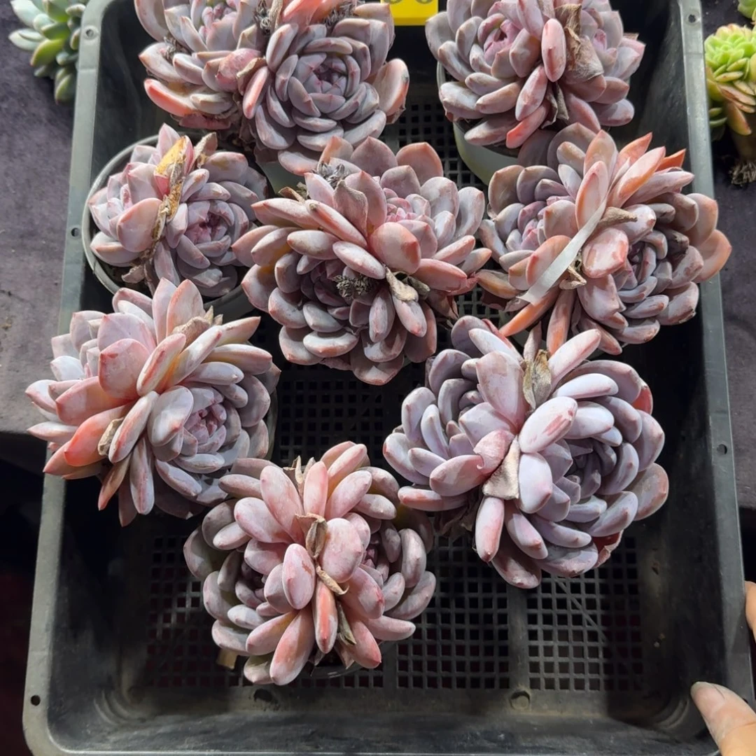 滚***肉星影双头8颗一起一物一拍36