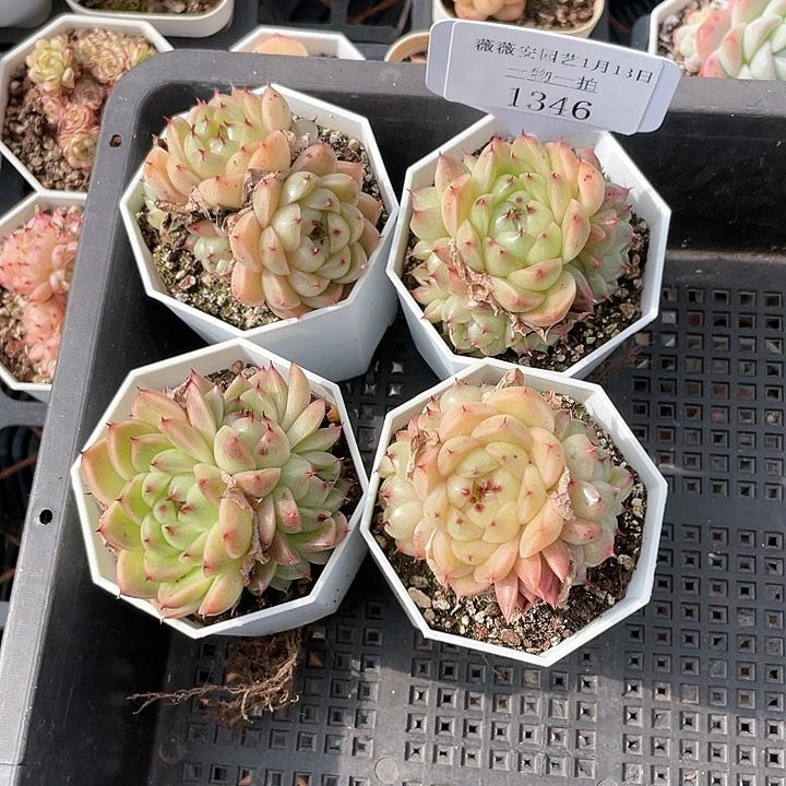 薇薇安园艺多肉1346