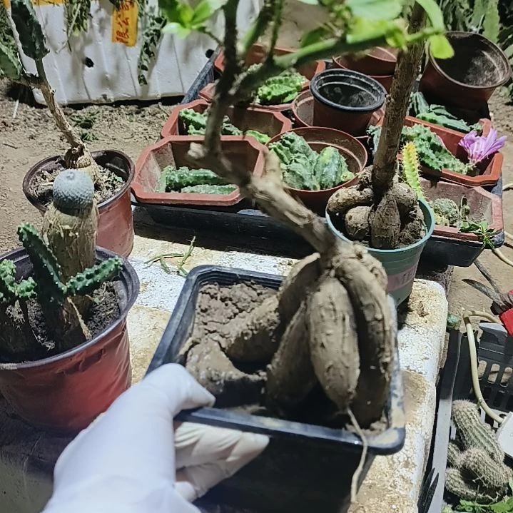 风***子月之桂盆景桩一颗脱土