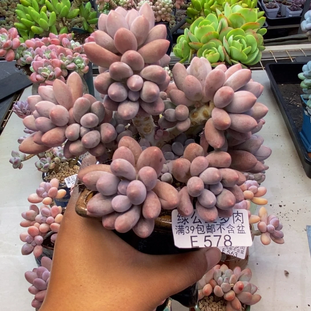 578丸叶汤圆多肉9c m
