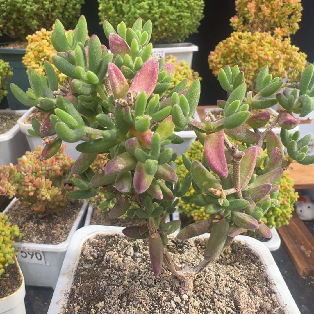 D7597香蕉一物一拍