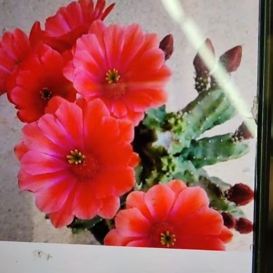 仙人球红花桃太郎侧芽两个