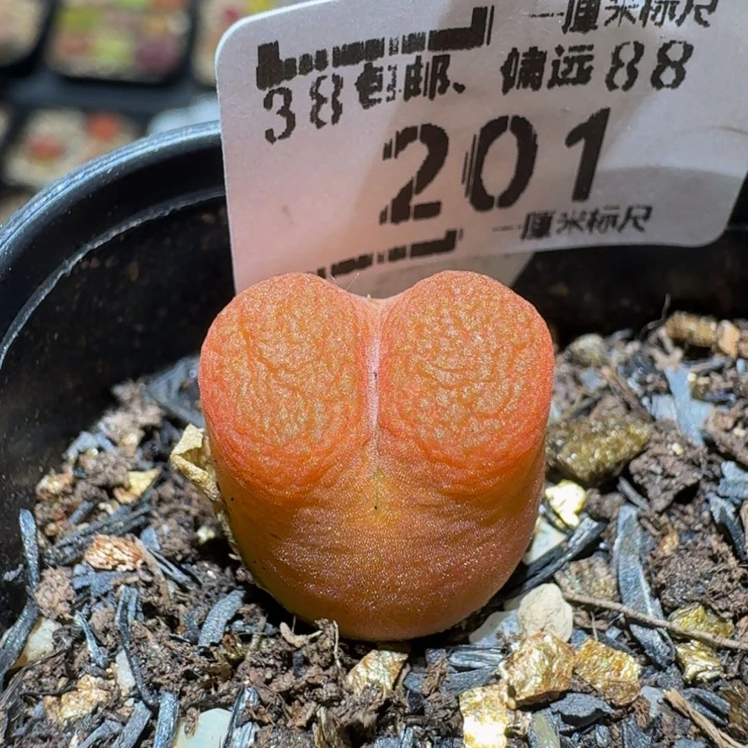 zzzzz生石花肉锥201