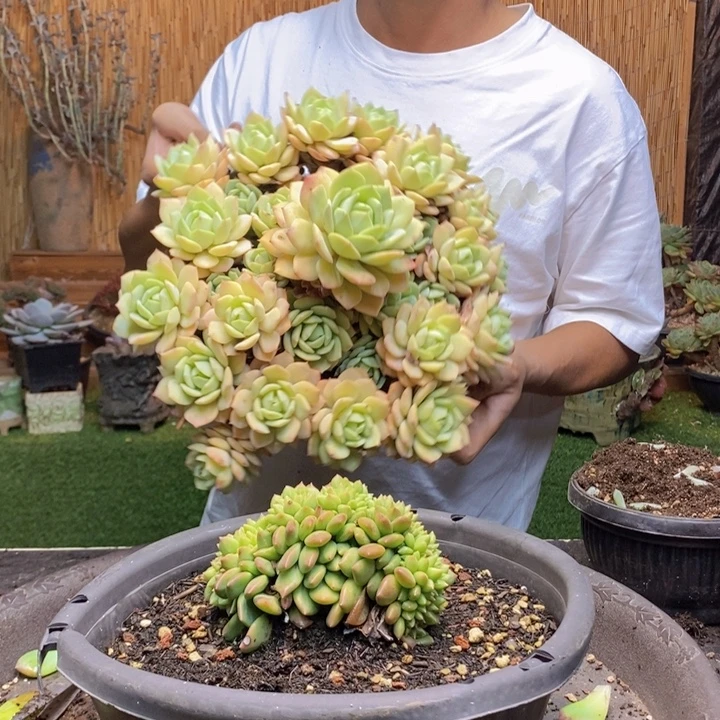 古***i219号绿橙多肉植物