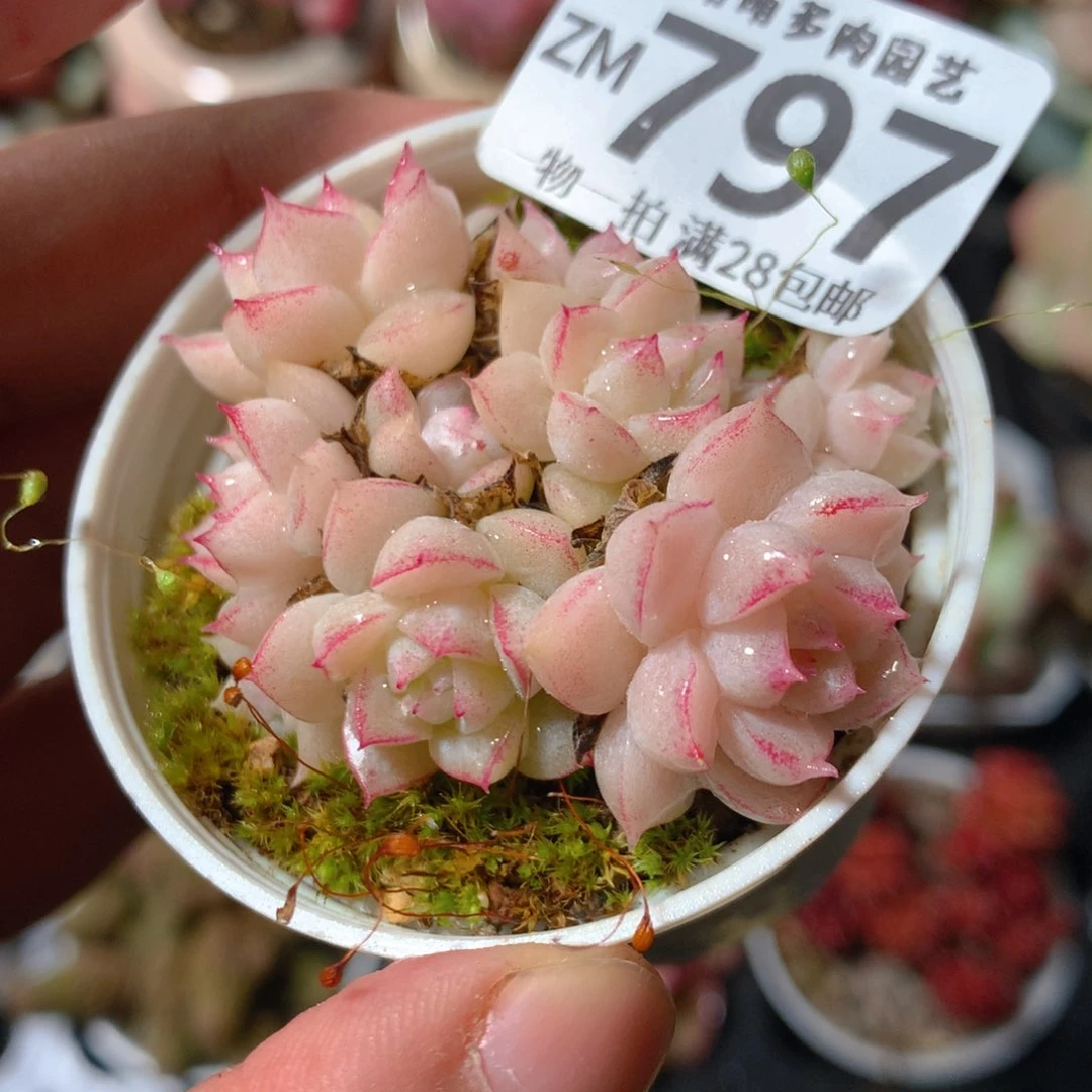 5CM拇指盆精控多肉ZM797