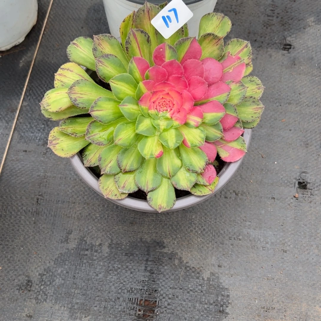 117知否多肉多肉多肉