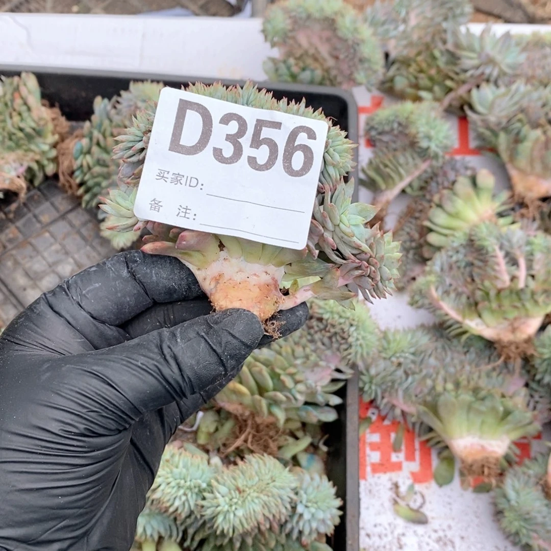 太***阳356 星影树缀哇哇哇哇