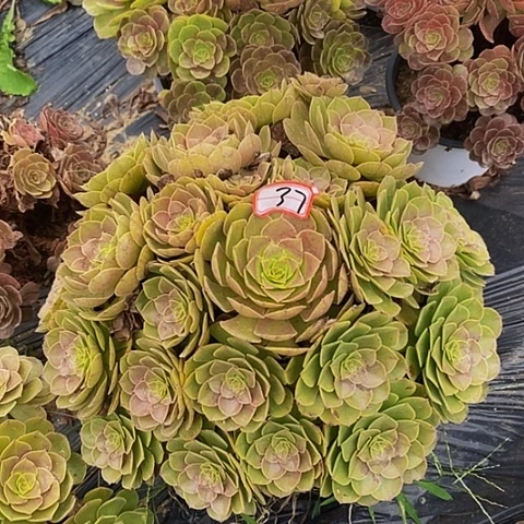 红心万圣节老桩捧花37号