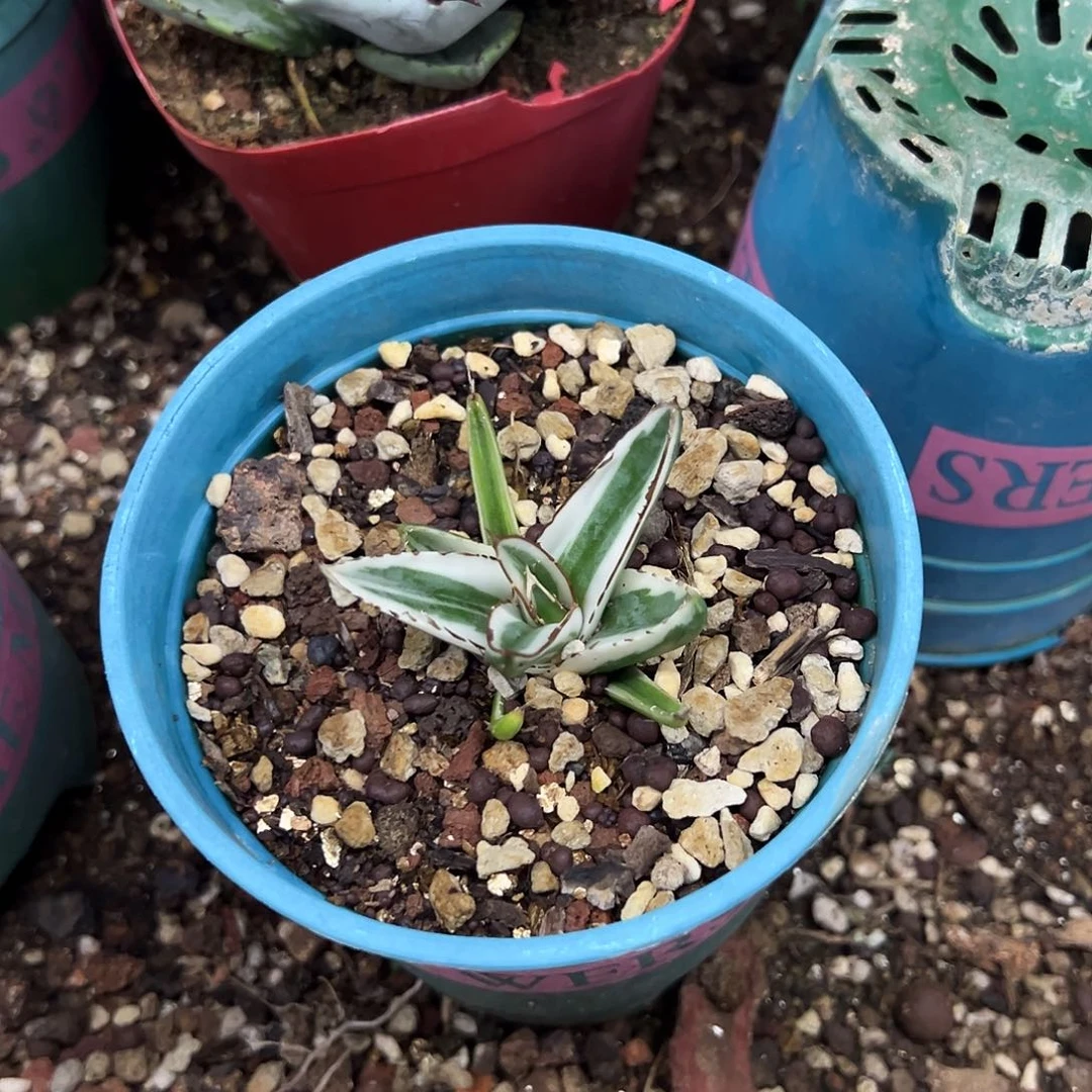 用***3冰山生长速度很快植物