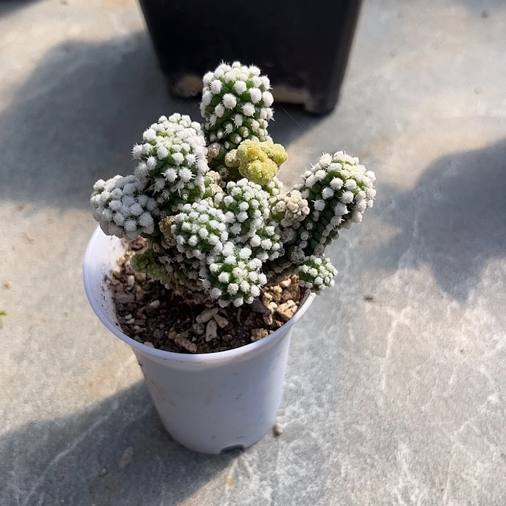 无花朵明日香姬一物一拍