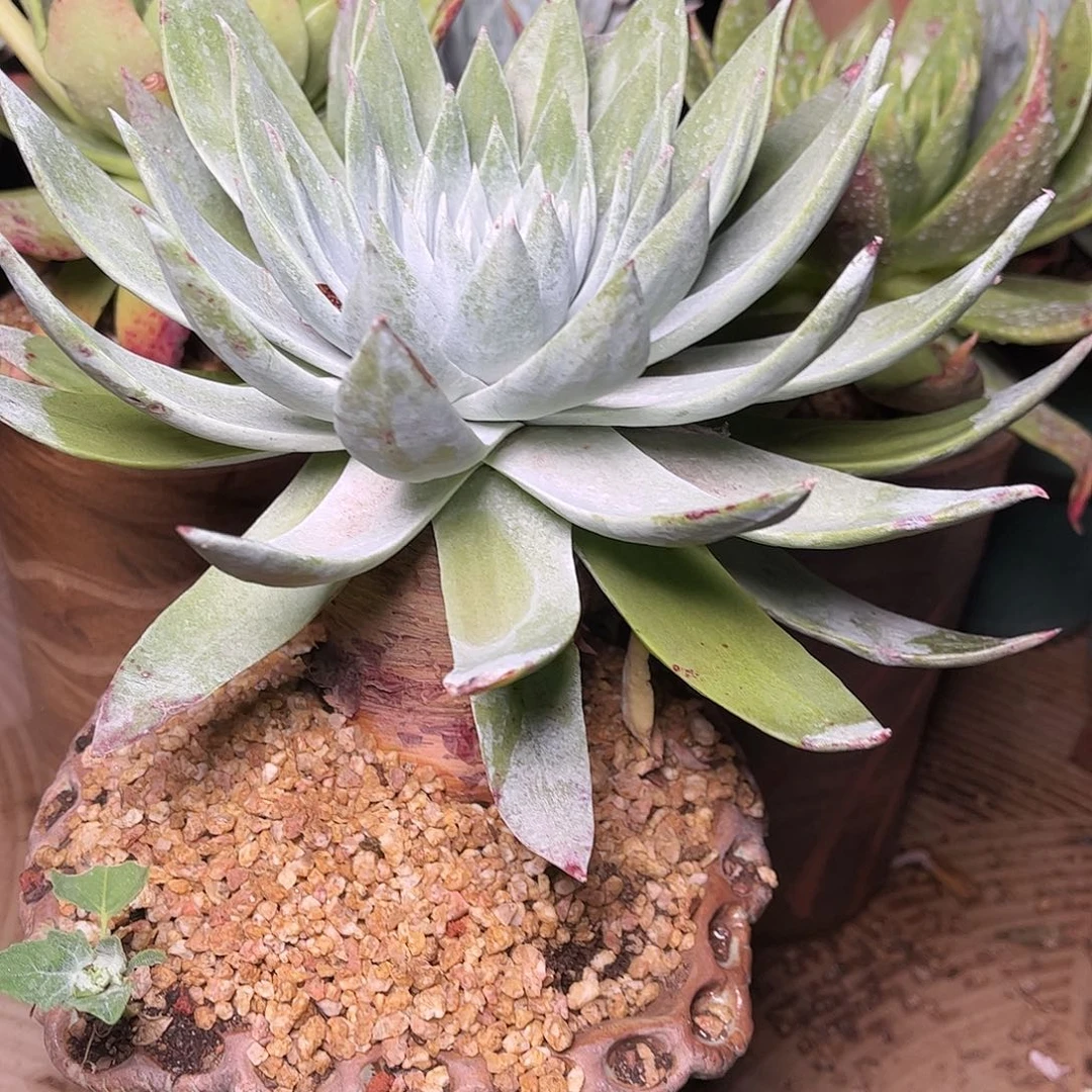 2404雪山仙女杯多肉