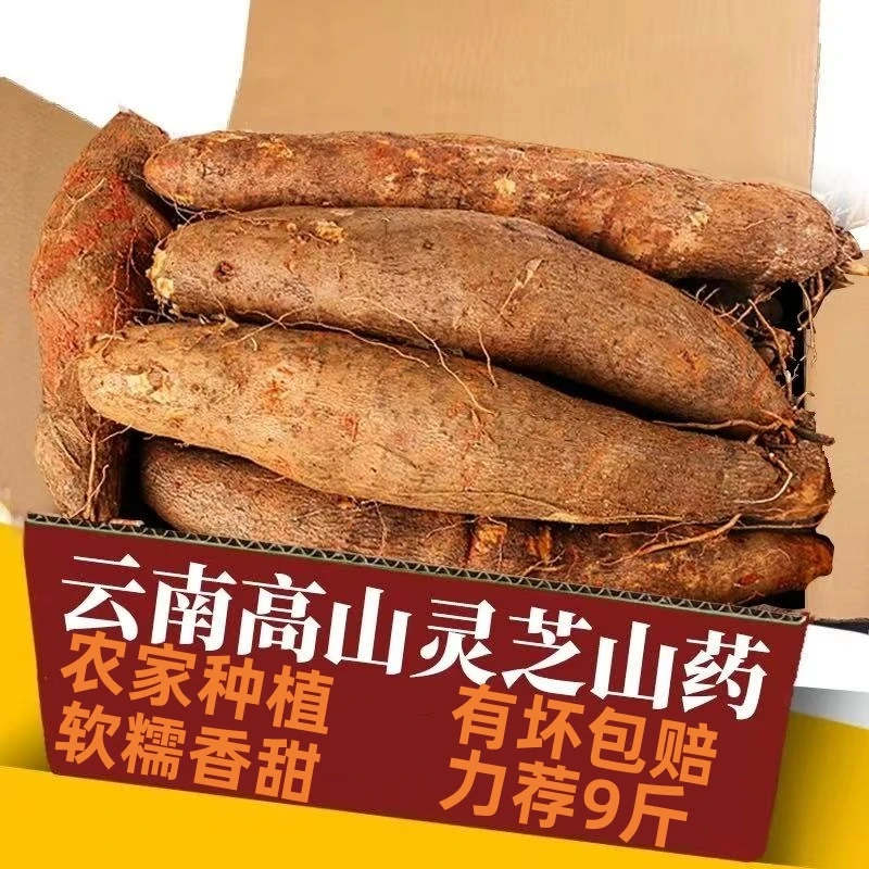 云南高山灵芝山药现挖糯米山药农家蔬菜金秤砣山药当季新鲜蔬菜