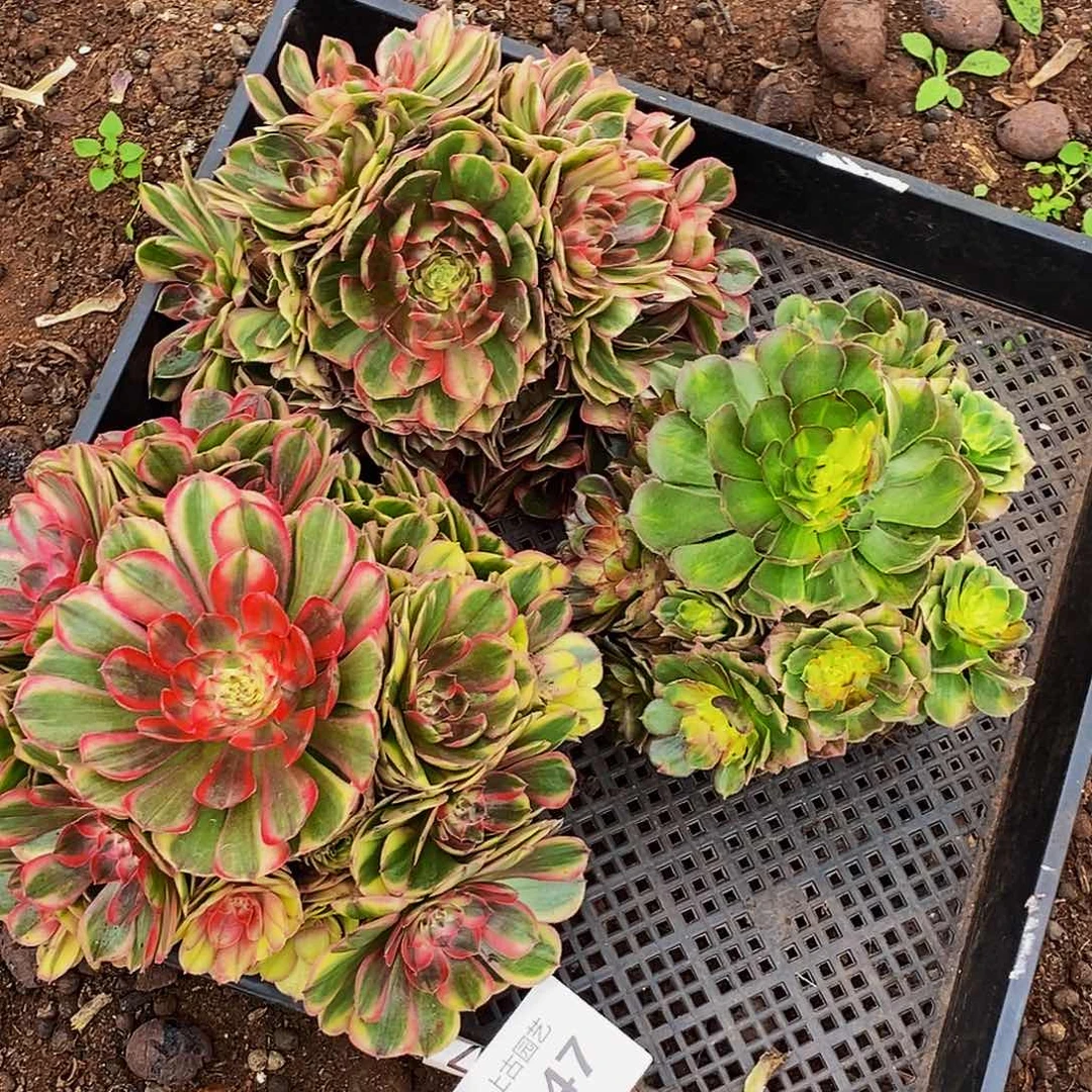 上古园艺多肉植物047