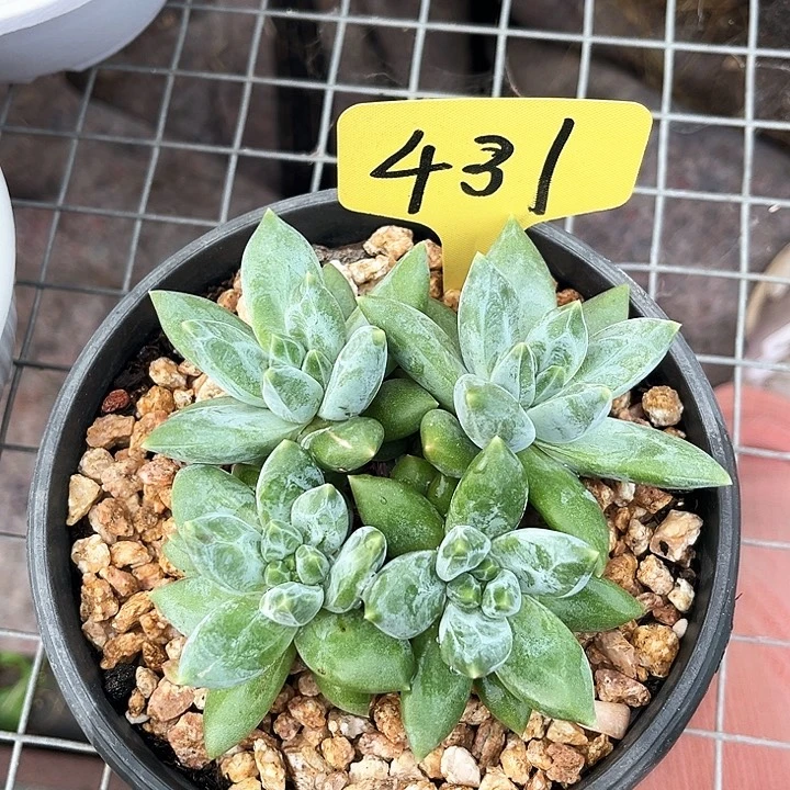 重楼431号码牌子的