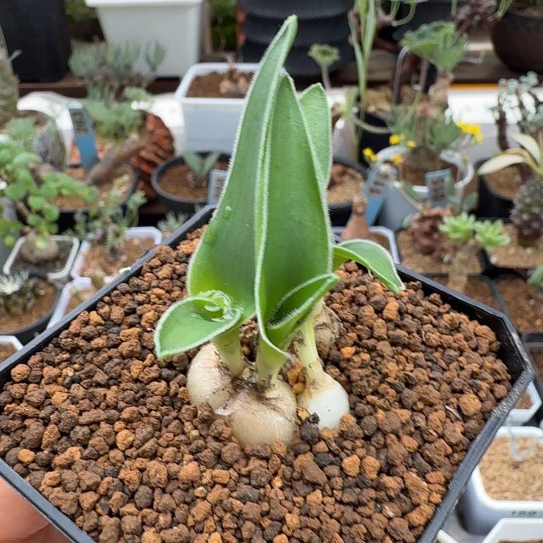 毛边春慵花939 仙人球球