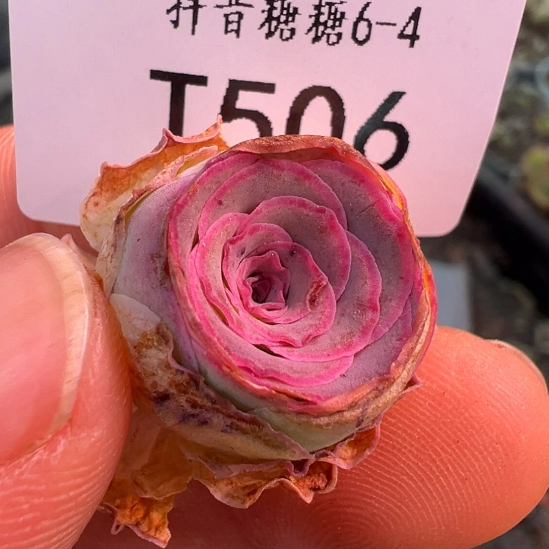 紫莜 小 mini 506.506